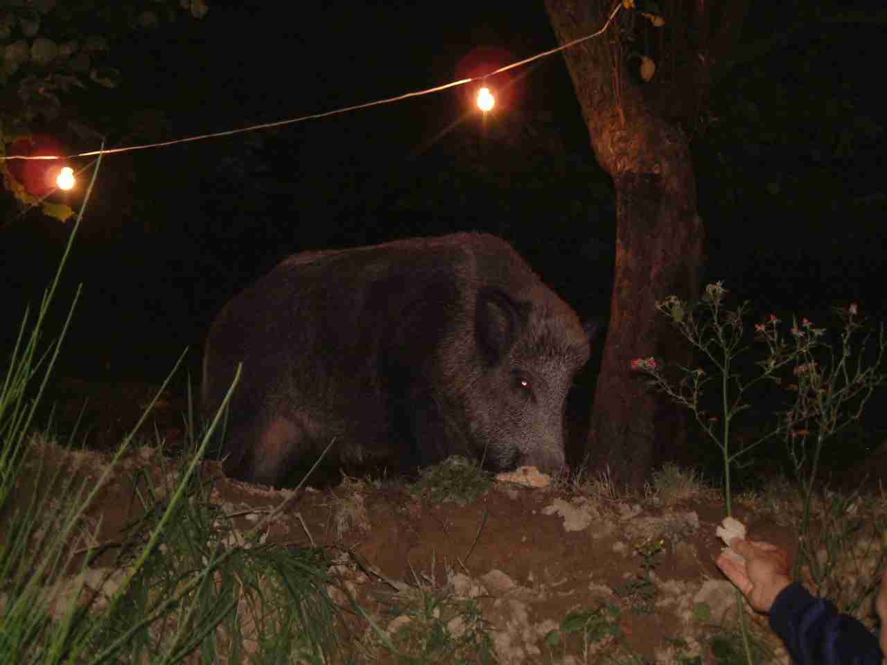  Image name: DSCF0020.JPG 
 width: 1280 pixel 
 height: 960 pixel 
 Size: 41956 bytes 
 Click to enlarge 